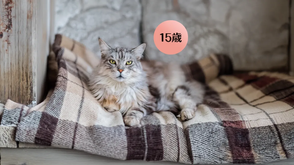 ピュリナ ワンのキャットフード - シニア猫の食事・健康寿命ケア